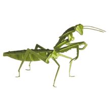 Modelo 3D de papel Mantis FRI-11624 Fridolin 1