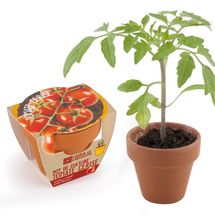 Tomate cherry ecológico en maceta RC-003565 Radis et Capucine 1