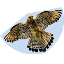 Cometa Halcón GU1230 Günther 1