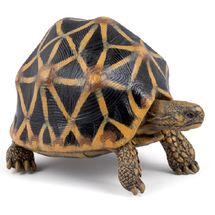 Figura de tortuga estrellada PA-50333 Papo 1