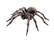 Figura de araña común PA-50292 Papo 1