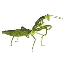 Modelo 3D de papel Mantis FRI-11624 Fridolin 1