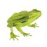 Modelo 3D de papel Rana FR-11609 Fridolin 2
