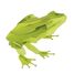 Modelo 3D de papel Rana FR-11609 Fridolin 1