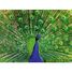 Puzzle Pavo real 500 pzs RAV12001332 Ravensburger 2