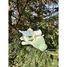 Peluche Drago el dragón 53 cm NE-15210-51 Nemu Nemu 3