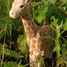 Figura jirafa en madera WU-40454 Wudimals 2