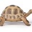 Figura de la tortuga de Hermann PA-50264 Papo 2