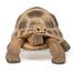 Figura de la tortuga de Hermann PA-50264 Papo 3
