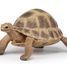 Figura de la tortuga de Hermann PA-50264 Papo 4