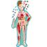 Viajar, descubrir, explorar - El cuerpo humano SJ-5453 Sassi Junior 2