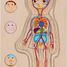 Puzzle del cuerpo humano, niño GK57361 Goki 5