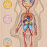 Puzzle del cuerpo humano, niña GK57362 Goki 5
