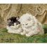 Dos gatitos de Ronner-Knip A1368-80 Puzzle Michèle Wilson 4