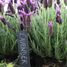 6 marcadores de pizarra para plantas ED-GT131 Esschert Design 5