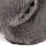 Peluche de koala gris 40 cm HO3365 Histoire d'Ours 8