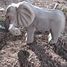 Figura elefante en madera WU-40453 Wudimals 4