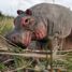 Figura Hipopótamo en madera WU-40457 Wudimals 4