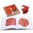 Caja de 40 cartones rojos y naranjas con libro de arte KARLRP22-4356 Kapla 4