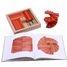 Caja de 40 cartones rojos y naranjas con libro de arte KARLRP22-4356 Kapla 4