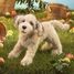 Marioneta de mano Perro Labradoodle FO-3136 Folkmanis 3