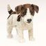 Marioneta de mano Jack Russell Terrier FO-2848 Folkmanis 6