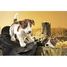 Marioneta de mano Jack Russell Terrier FO-2848 Folkmanis 5
