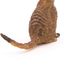 Figura de suricata sentada PA50207 Papo 2