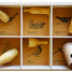 Caja de 6 cantos de pájaros - Western American Birds QBC-WesternAmerican Quelle est Belle Company 1