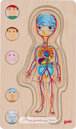 Puzzle del cuerpo humano, niño GK57361 Goki 5