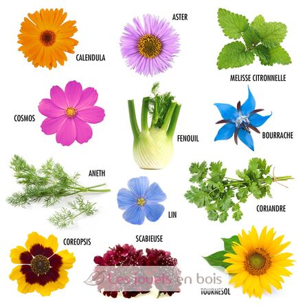 Semillas de flores mariposa para sembrar RC-140948 Radis et Capucine 3