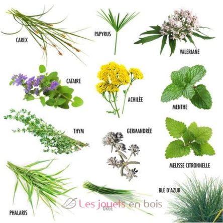 Semillas de plantas aptas para gatos RC-140947 Radis et Capucine 2