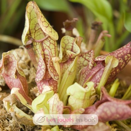 Cultivo mi planta carnívora RC-027001 Radis et Capucine 6