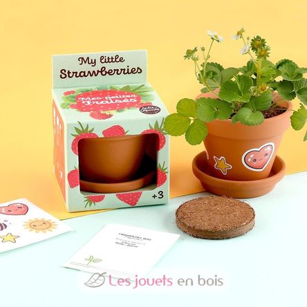 Cultivo mi madroño RC-027913 Radis et Capucine 5