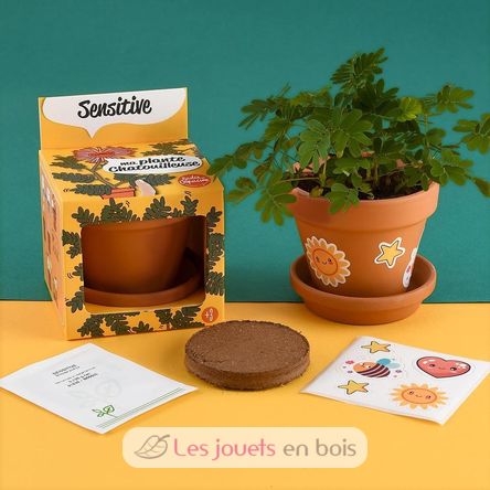 Je fais pousser mon Mimosa pudica RC-025965 Radis et Capucine 3