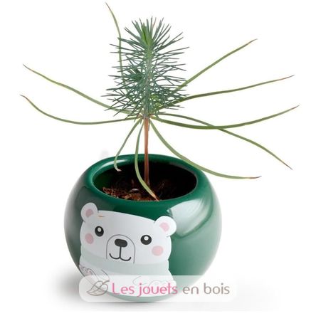 Mi árbol de Navidad para cultivar RC-143304 Radis et Capucine 5